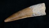 Curved Spinosaurus Tooth - Beautiful #10442-1